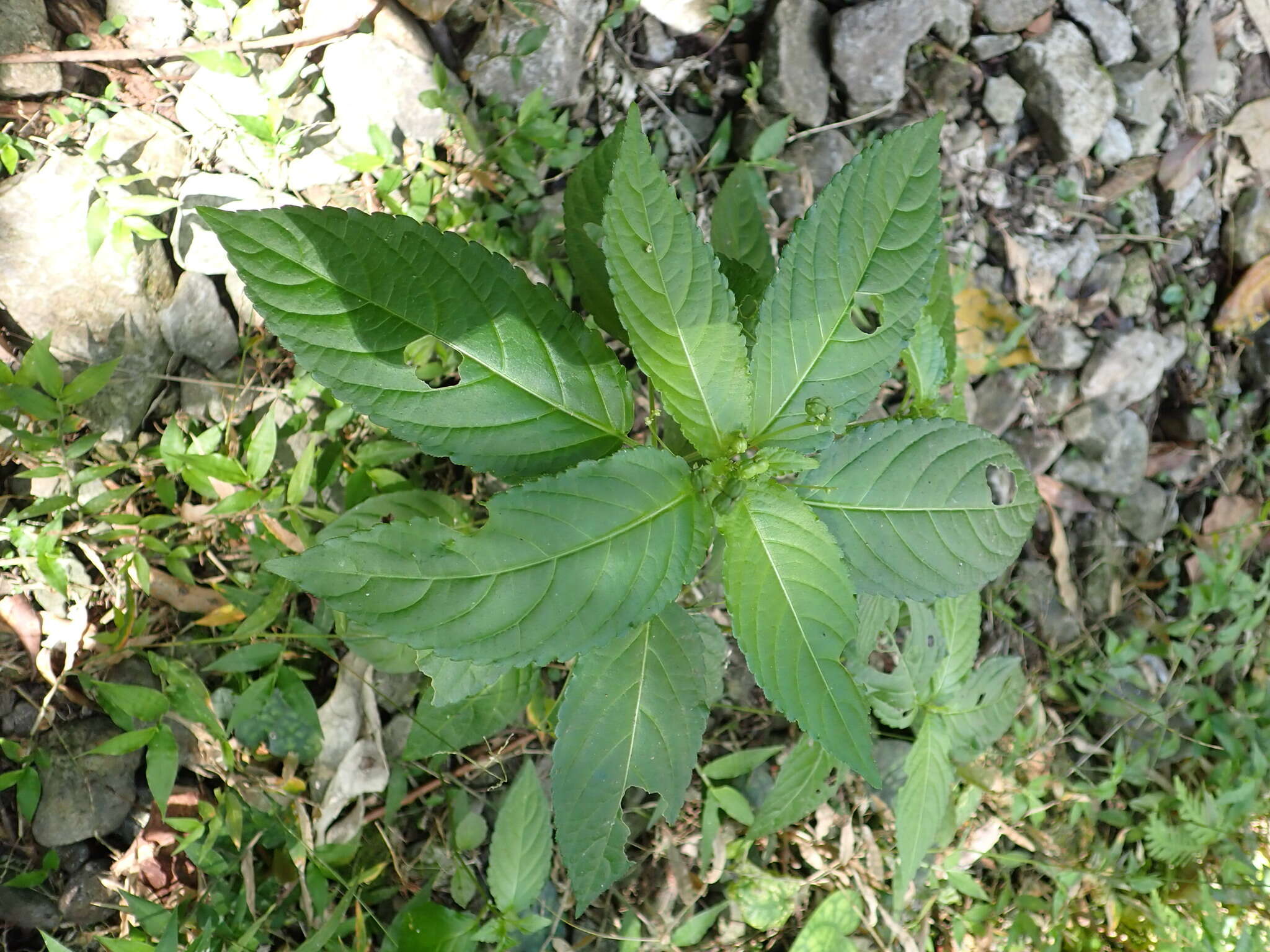 Image of Mercurialis leiocarpa Siebold & Zucc.