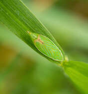 Image of Spangbergiella quadripunctata Lawson 1932