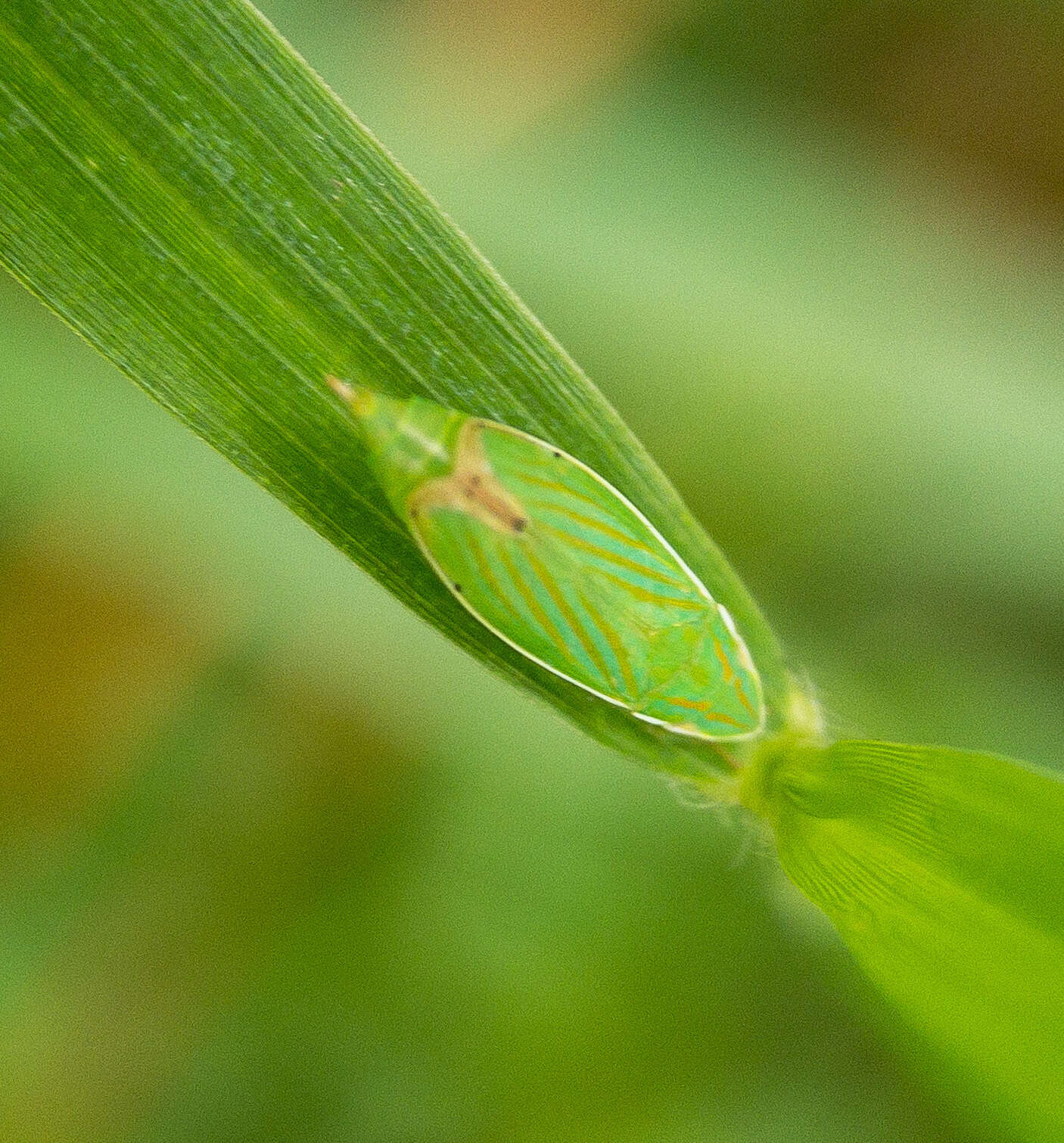 Plancia ëd Spangbergiella quadripunctata Lawson 1932