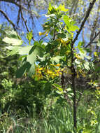 Image of golden currant