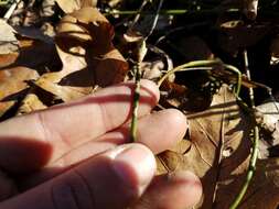 Imagem de Euonymus obovatus Nutt.