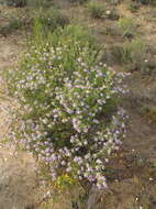 Image de Felicia filifolia subsp. filifolia