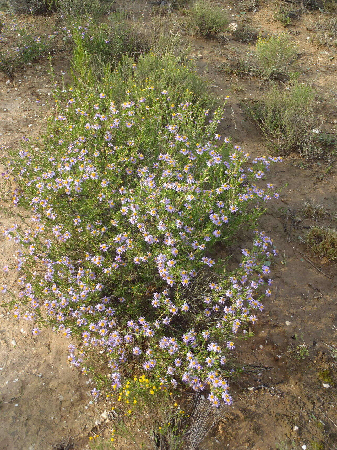 Image of Felicia filifolia subsp. filifolia