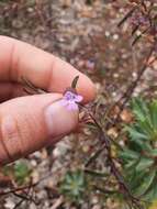 Image of Hemigenia pritzelii S. Moore