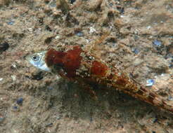 Image of Round-nosed sculpin