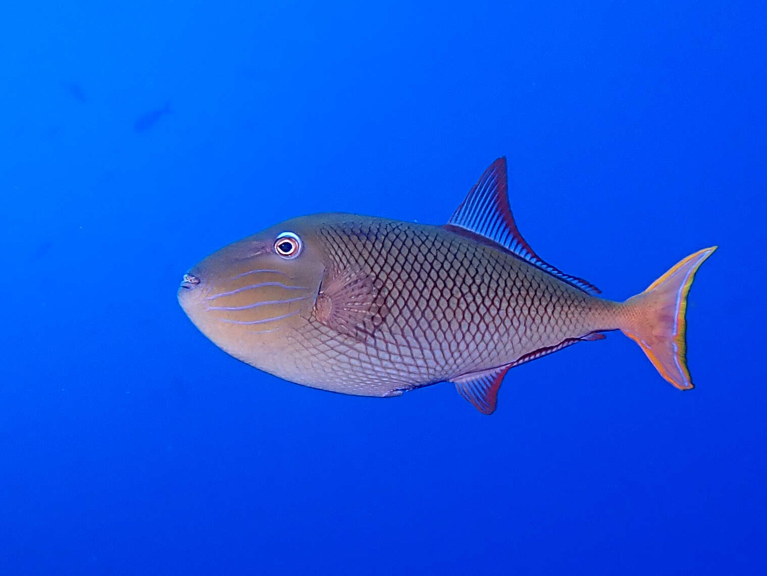 Image of Blue-throat Trigger