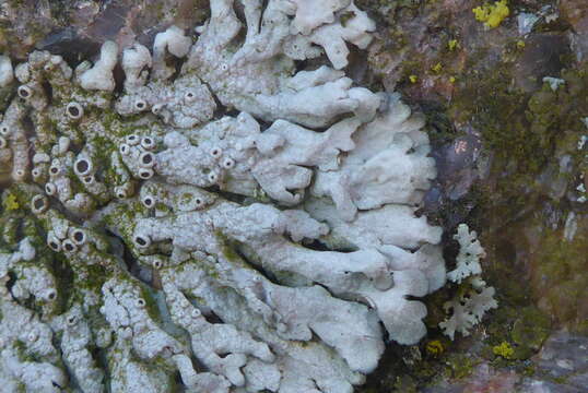 Image of rosette lichen