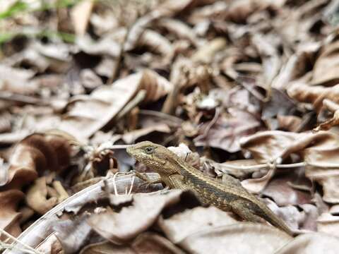 Image of Dwarf Spiny Lizard