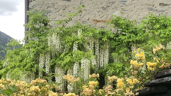 Plancia ëd <i>Wisteria floribunda</i> var. <i>alba</i> DC.