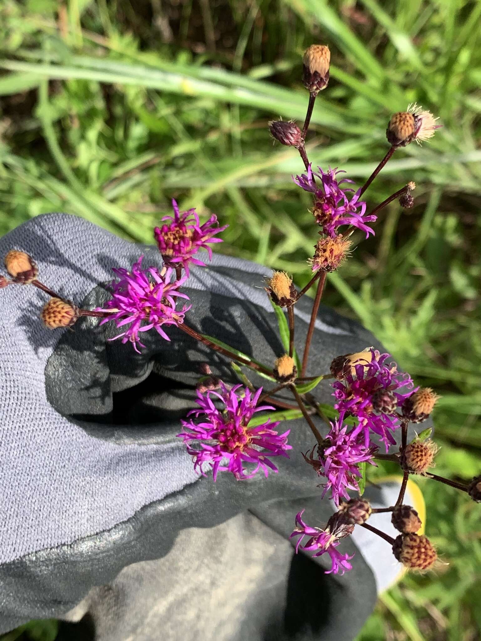 Plancia ëd Vernonia texana (A. Gray) Small