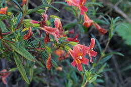 Image of red bush monkeyflower