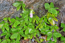 Image of Oxalis dimidiata J. D. Smith