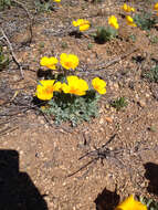 Image of California poppy