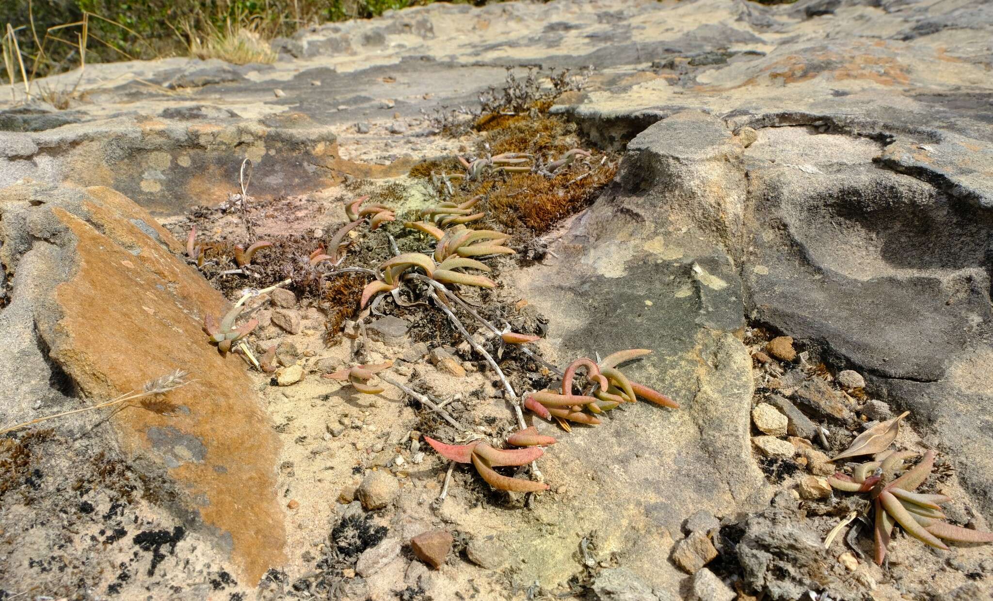 Image of Cephalophyllum parviflorum L. Bol.