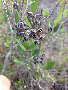 Image of piedmont staggerbush