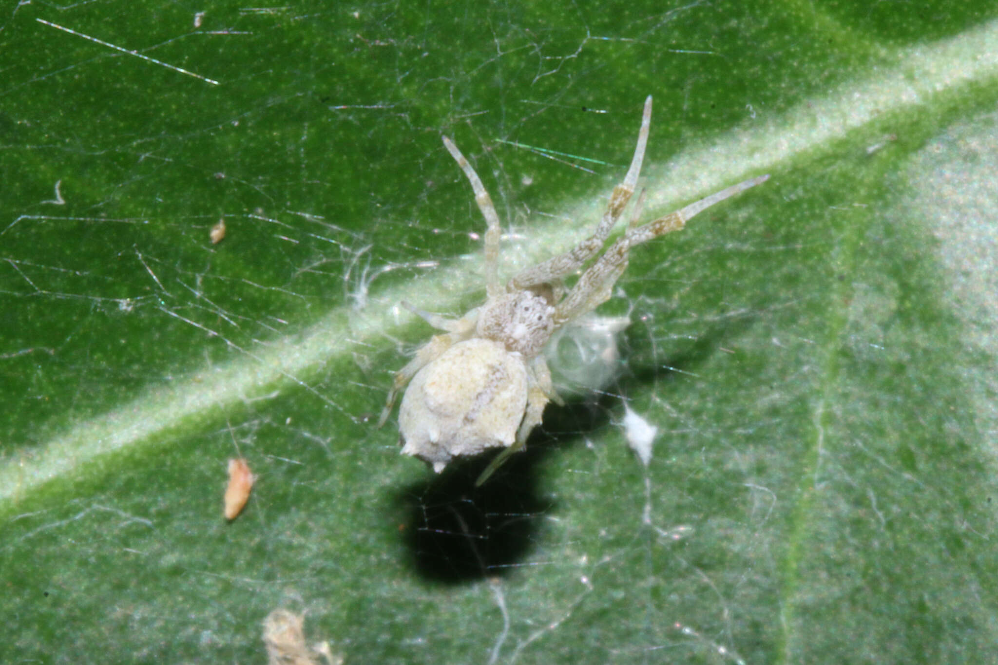 Image of Uloborus guangxiensis Zhu, Sha & Chen 1989