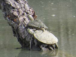 Image of Texas Map Turtle