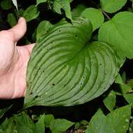 Imagem de Hosta ventricosa Stearn