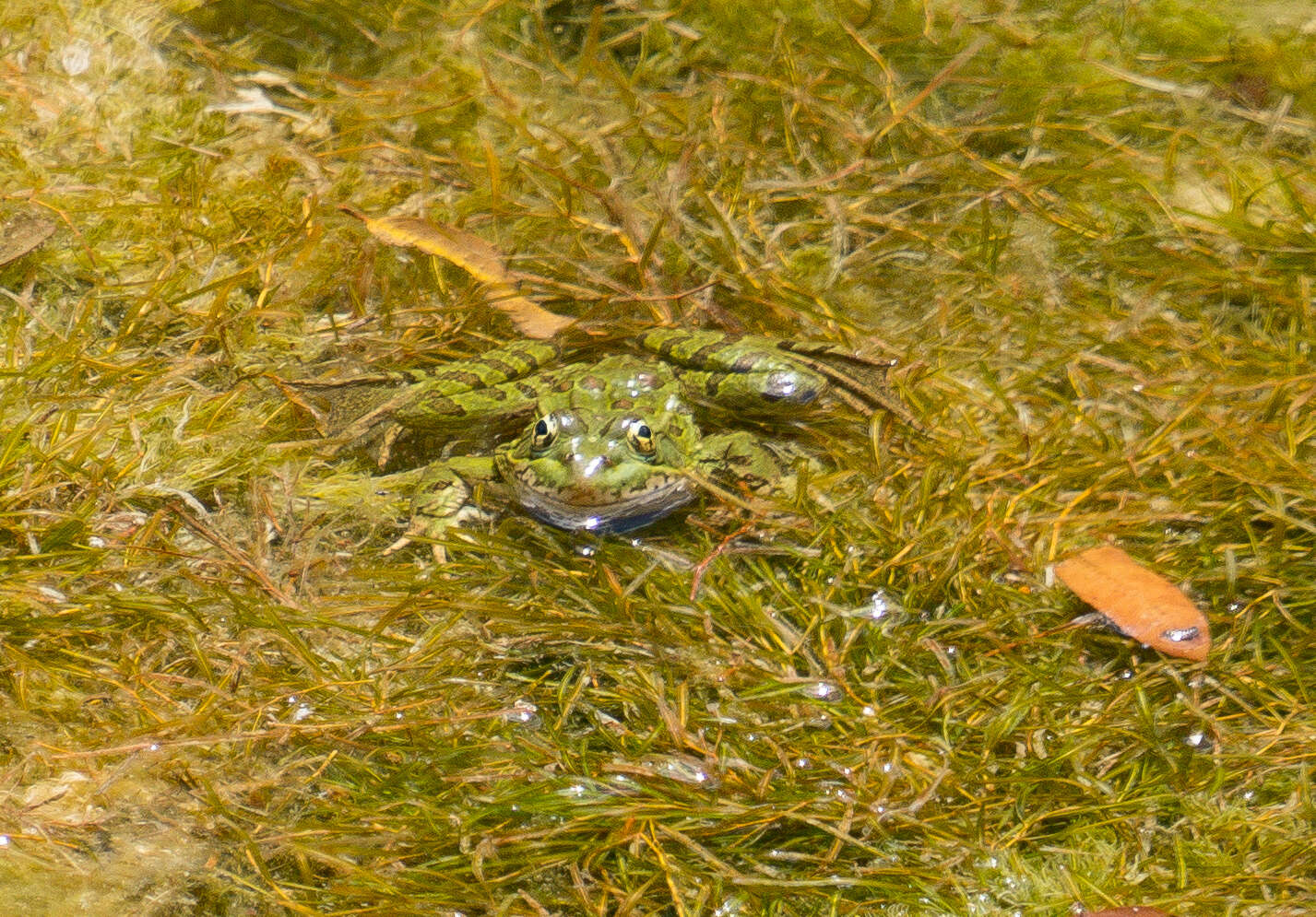 Image of Chiricahua Leopard Frog