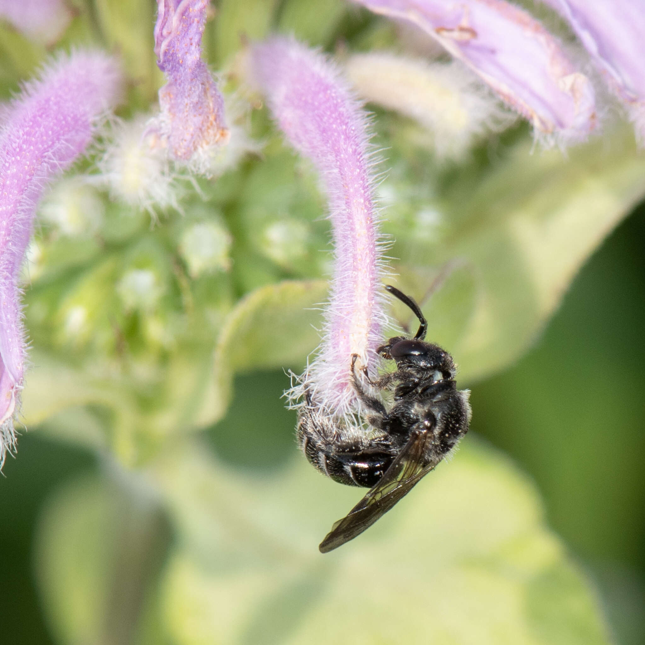 Image de Dufourea monardae (Viereck 1924)