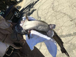 Image of channel catfish