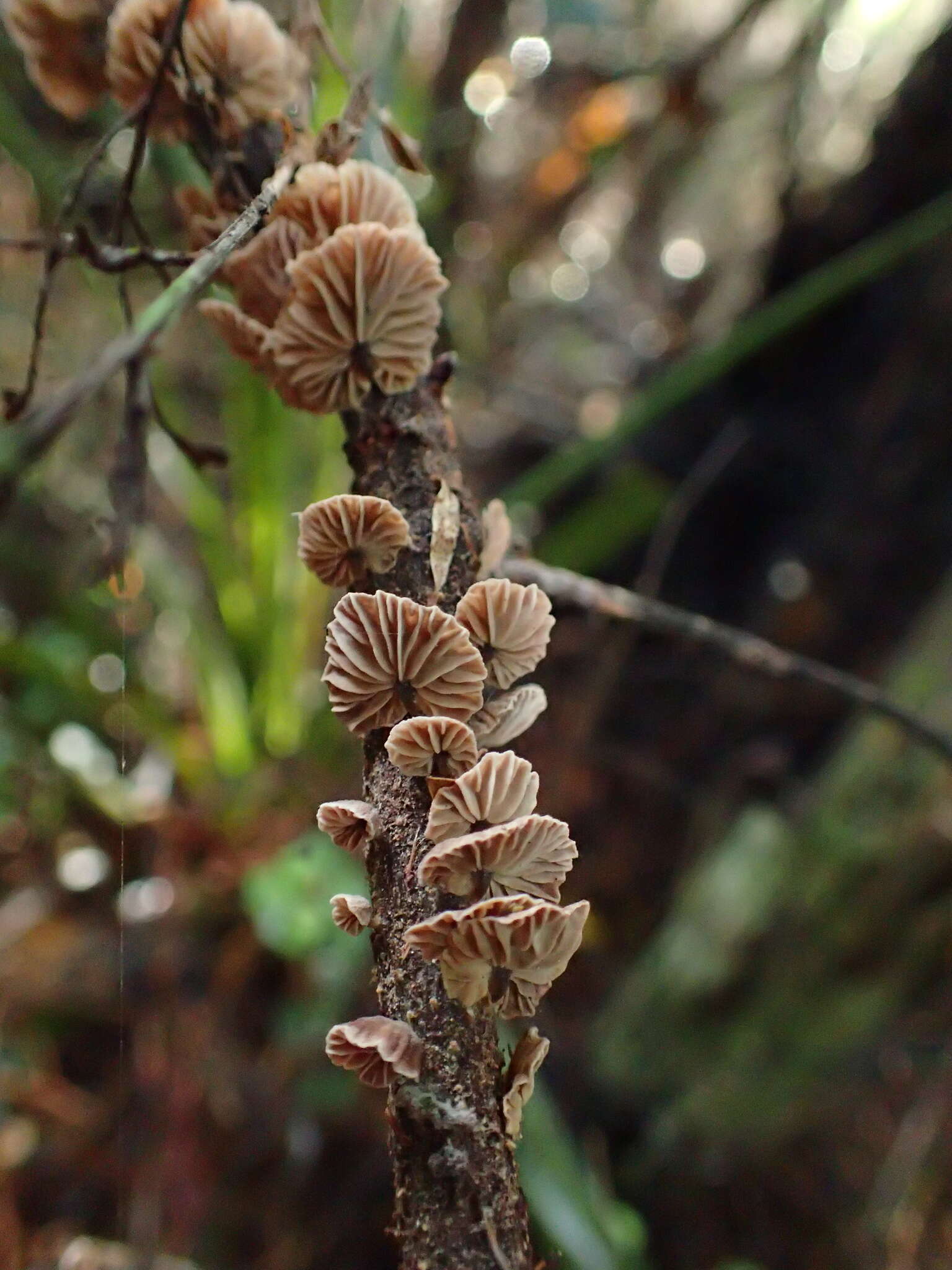 Gymnopus imbricatus J. A. Cooper & P. Leonard 2013 resmi