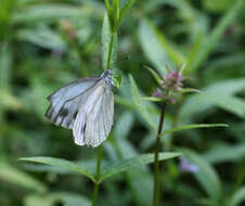 Image of Pieris dulcinea (Butler 1882)