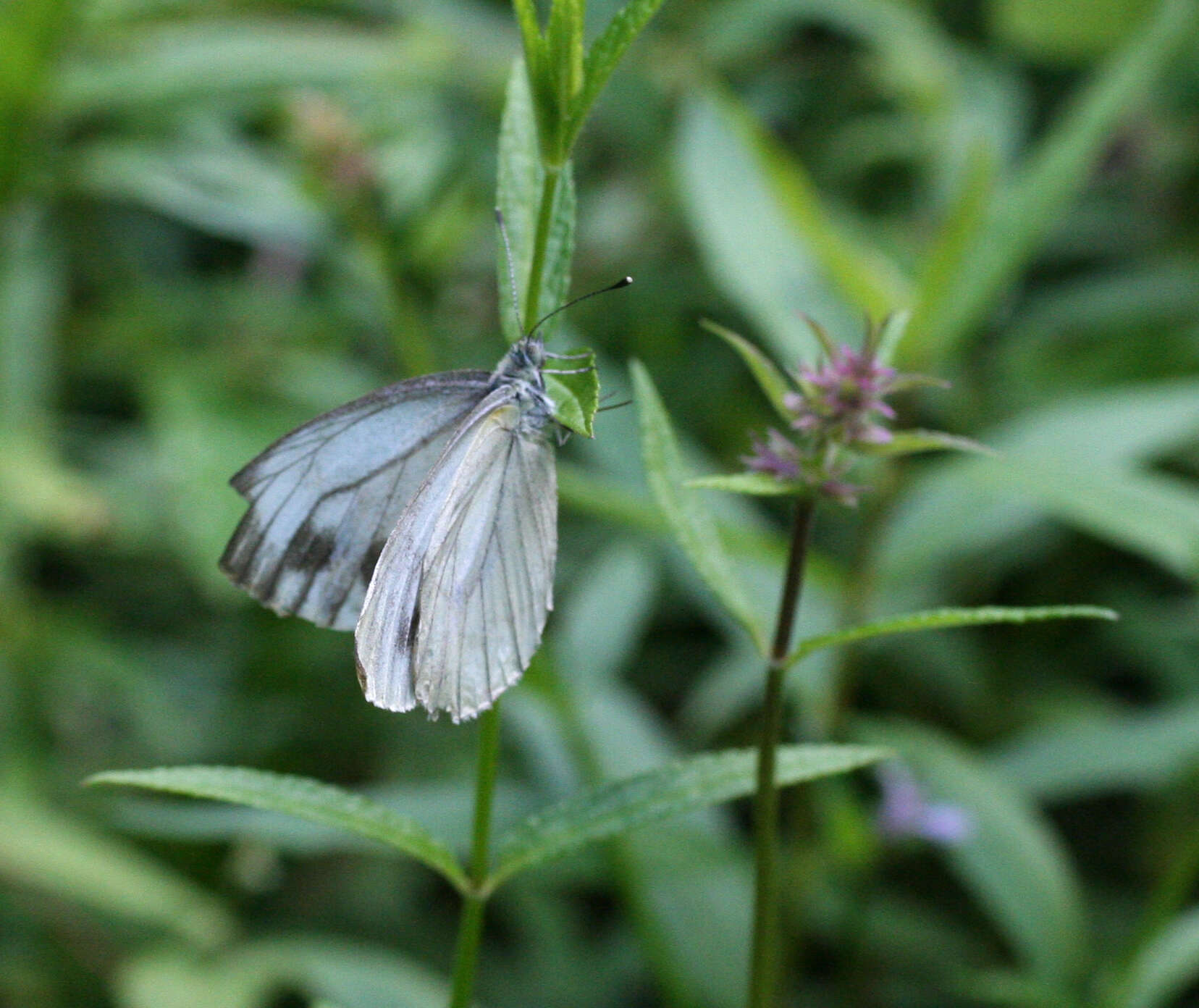 Image of Pieris dulcinea (Butler 1882)