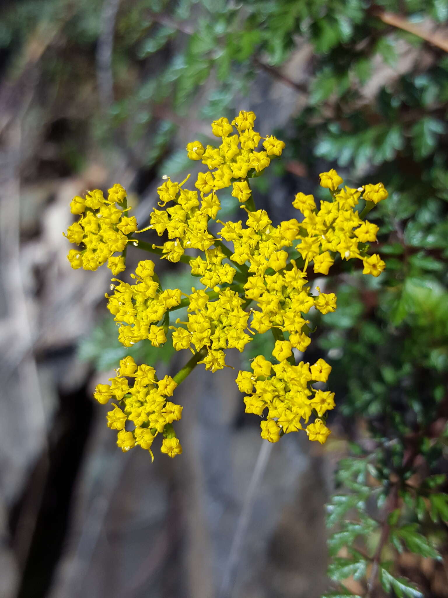 Lomatium hallii (S. Wats.) Coult. & Rose resmi