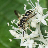 Temnostoma balyras (Walker 1849) resmi