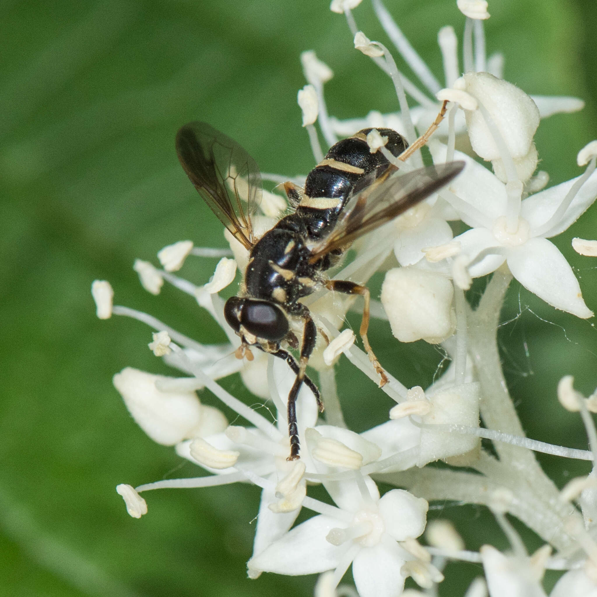 Temnostoma balyras (Walker 1849) resmi