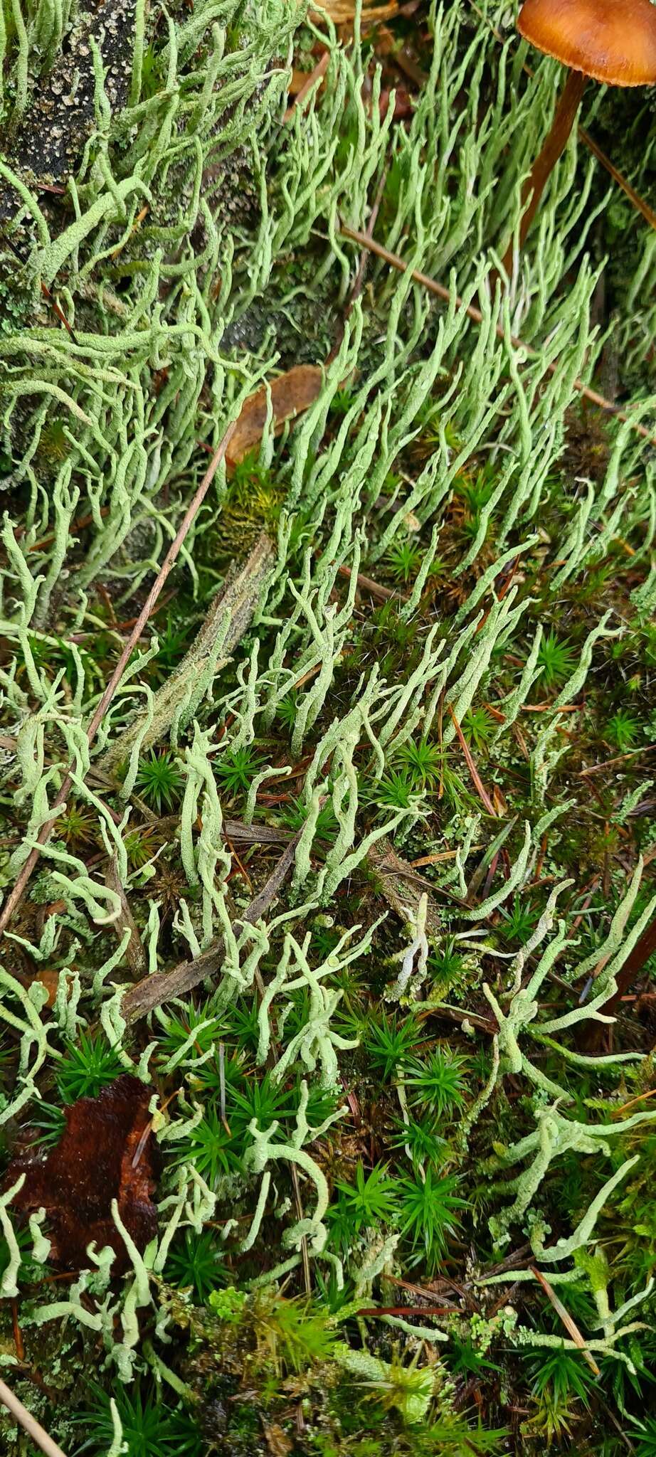 Image of cup lichen