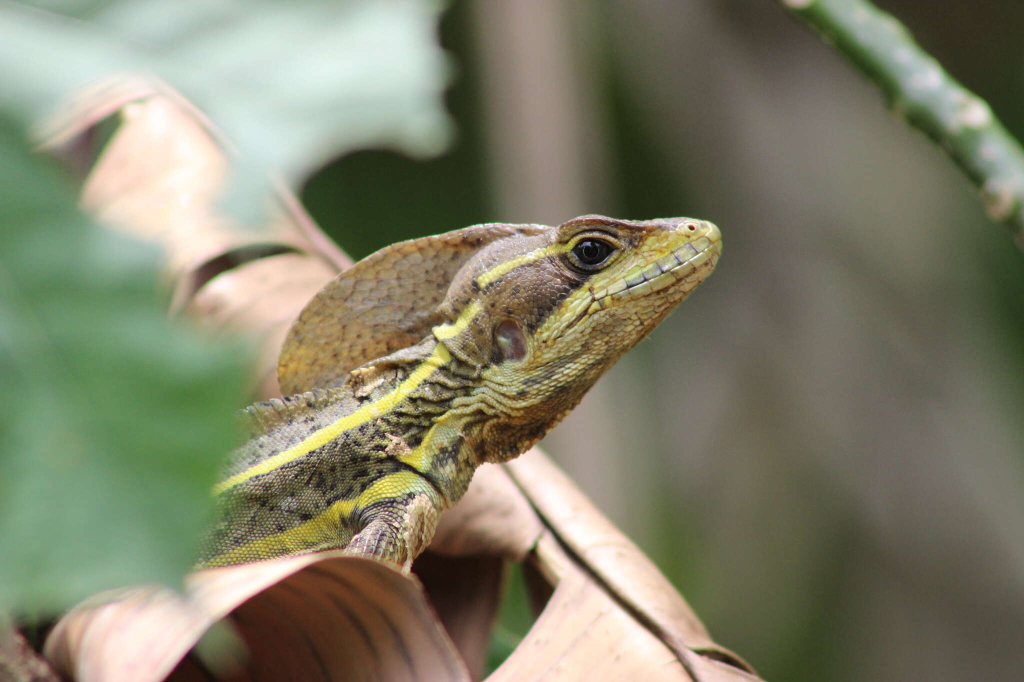 صورة Basiliscus vittatus Wiegmann 1828