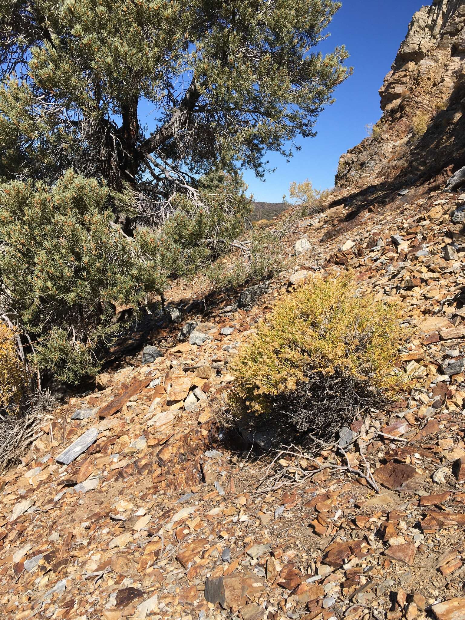 Image of whiteflower goldenbush