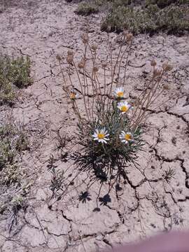 Image de Xylorhiza venusta (M. E. Jones) Heller