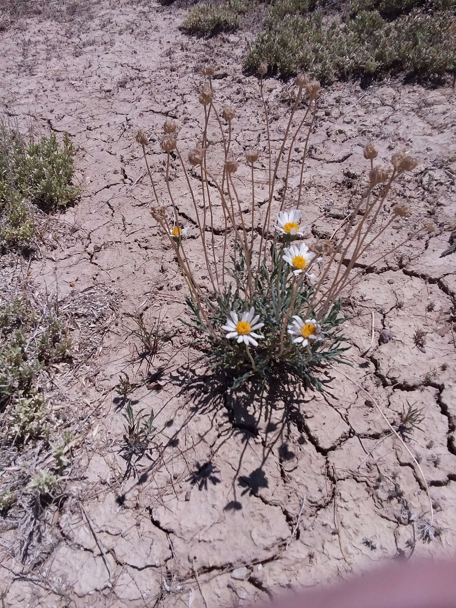 Imagem de Xylorhiza venusta (M. E. Jones) Heller