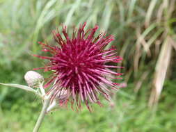 Imagem de Cirsium suzukii