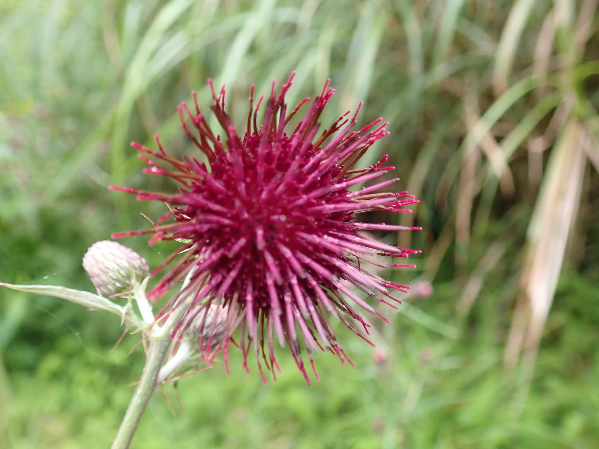 Cirsium suzukii的圖片