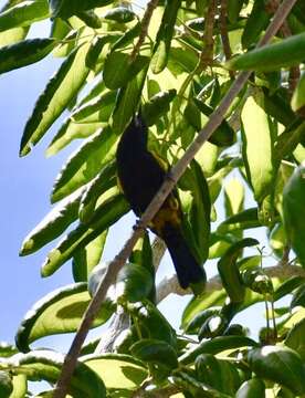 Image of Cuban Oriole