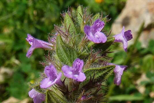 Image of Micromeria nervosa (Desf.) Benth.