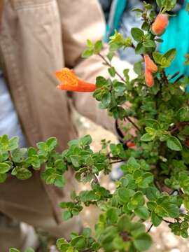 Image of Clinopodium mexicanum (Benth.) Govaerts