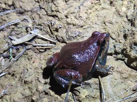 Image of Central Dwarf Frog; rãzinha