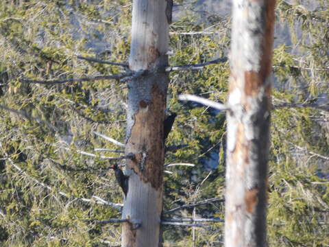 Image of Black Woodpecker