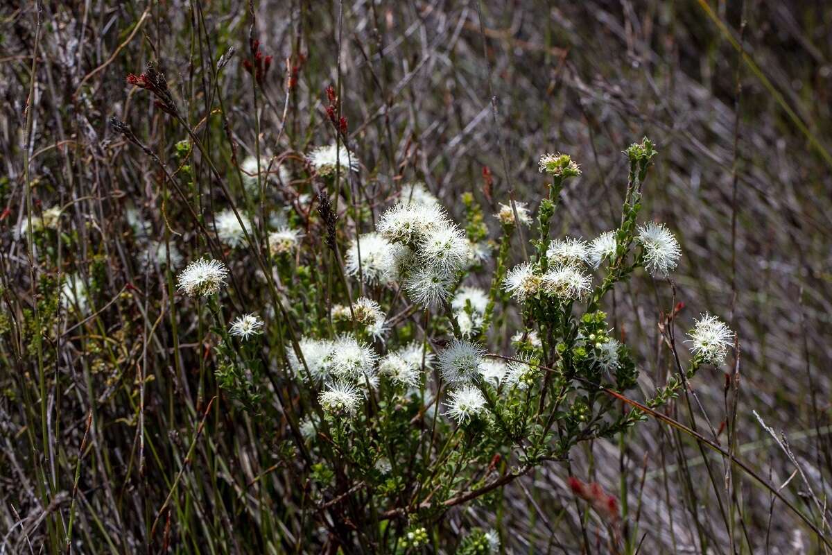 صورة Kunzea capitata subsp. seminuda Toelken