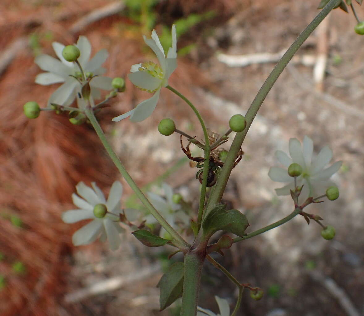 Image de Knowltonia cordata H. Rasmussen