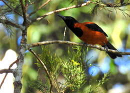 Image of Hooded Pitohui