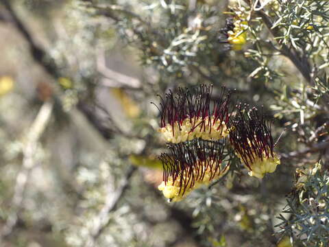 Image of Grevillea armigera Meissn.