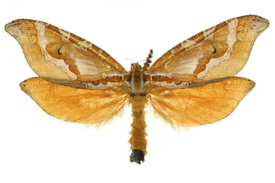 Image of <i>Zelotypia stacyi</i> Scott 1869