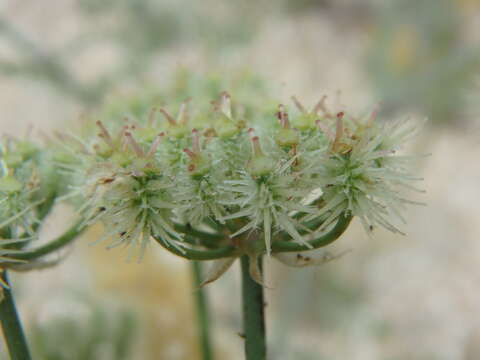 Image of Astrodaucus littoralis (Bieb.) Drude