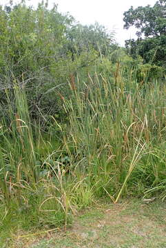 Image of Bulrush